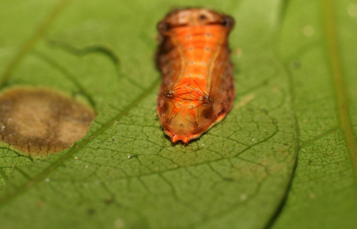 Figura 3. Larva <i>Parasa minima</i> (Limacodidae), color café cuarto estadio posición parte trasera, mide 18 mm aproximadamente. Planta hospedera <i>Inga punctata</i>, (Fabaceae). Voucher: 18-SRNP-36100-DHJ734893.jpg.