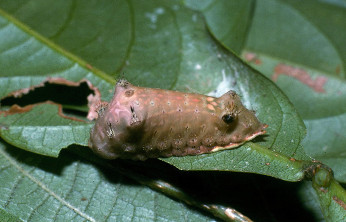 Figura 4. Larva <i>Parasa minima</i> (Limacodidae), color café último estadio posición lateral, mide 21 mm aproximadamente. Planta hospedera <i>Inga sapindoides</i>, (Fabaceae). Voucher: 04-SRNP-40752-DHJ83197.jpg.