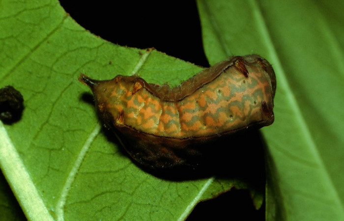 Figura 6. Larva <i>Parasa minima</i> (Limacodidae), color café último estadio posición dorsal, mide 21 mm aproximadamente. Planta hospedera <i>Calycophyllum candidissimum</i>, (Rubiaceae). Voucher: 92-SRNP-3766-DHJ16277.jpg.