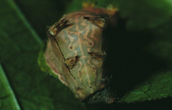 Figura 8. Larva <i>Parasa minima</i> (Limacodidae), color café último estadio posición frontal cabeza, mide 21 mm aproximadamente. Planta hospedera <i>Calycophyllum candidissimum</i>, (Rubiaceae). Voucher: 90-SRNP-1325-DHJ12845.jpg.