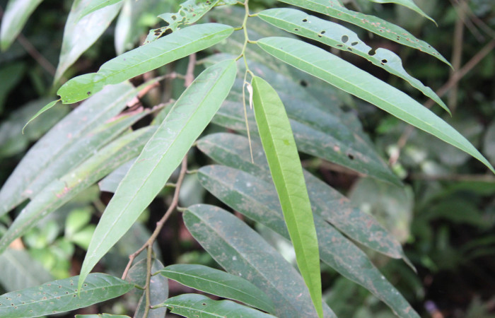 Figura 20. Plantas hospederas <i>Annona papilionella</i> (Annonaceae), parte enfocada rama, planta donde se alimenta la larva de Larva <i>Parasa minima</i> (Limacodidae).