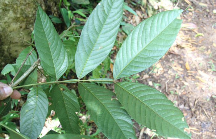 Figura 16. Plantas hospederas <i>Inga sapindoides</i> (Fabaceae), parte enfocada rama, planta donde se alimenta la larva <i>Parasa minima</i> (Limacodidae)