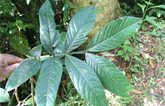 Figura 18. Plantas hospederas <i>Inga sapindoides</i> (Fabaceae), parte enfocada rama, planta donde se alimenta la larva <i>Parasa minima</i> (Limacodidae).