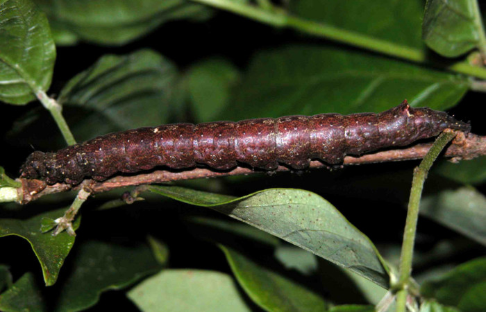 Figura 13. Larva <i>Hemeroblemma leontia</i> (Erebidae), último estadío (U) vista lateral, localidad Río Chon, Sector Del Oro ACG (320m). Voucher: 03-SRNP-15992-DHJ400994.jpg.
