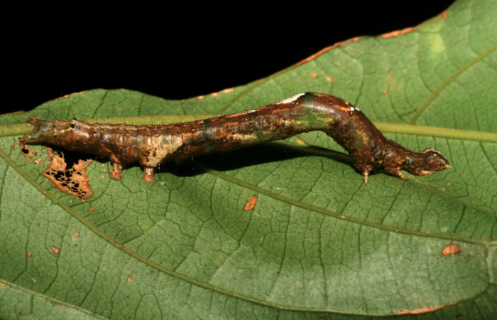 Figura 14. Larva <i>Hemeroblemma scolopacea</i> (Erebidae), último estadío (U) vista lateral, localidad Río Blanco Abajo, Sector Rincón Rain forest ACG (500m). Voucher: 07-SRNP-3723-DHJ429619.jpg.