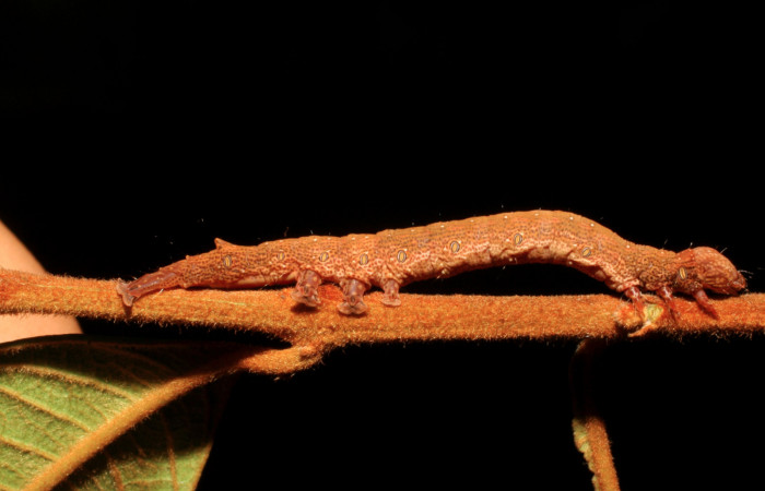 Figura 15. Larva <i>Hemeroblemma dolosina</i> (Erebidae), penúltimo estadío (PU) vista lateral, localidad Moga, Estación Brasilia ACG (320m). Voucher: 08-SRNP-65601-DHJ446902.jpg.
