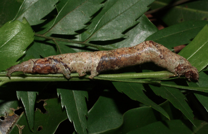 Figura 16. Larva <i>Hemeroblemma schausiana</i> (Erebidae), último estadío (U) vista lateral, localidad Estación Biológica Los Almendros, Sector El Hacha ACG (290m). Voucher: 13-SRNP-21152-DHJ493629.jpg.