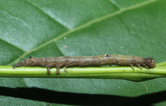 Figura 3. Larva <i>Hemeroblemma</i> Janzen05 (Erebidae), penúltimo estadío (PU) vista lateral, localidad Medrano Estación Biológica Quica, Sector Pitilla ACG (380m). Voucher: 14-SRNP-71946-DHJ726239.jpg.