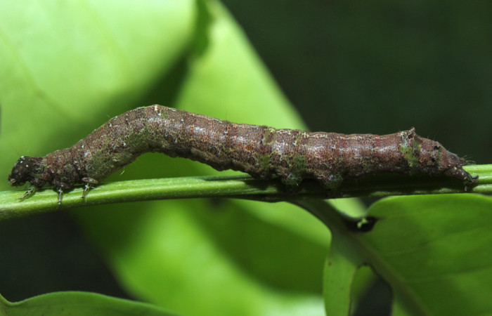 Figura 4. Larva <i>Hemeroblemma</i> Janzen05 (Erebidae), último estadío (U) vista lateral, localidad Medrano Estación Biológica Quica, Sector Pitilla ACG (380m). Voucher: 14-SRNP-71946-DHJ726282.jpg.