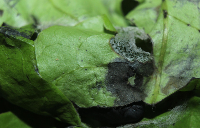 Figura 7. Habitat de pupa de <i>Hemeroblemma</i> Janzen05 (Erebidae), localidad Medrano Estación Biológica Quica, Sector Pitilla ACG (380m). Voucher: 14-SRNP-71946-DHJ726334.jpg.