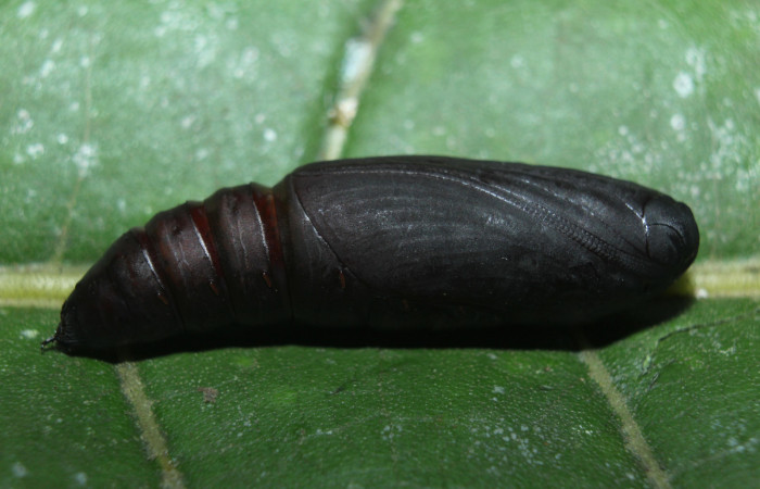 Figura 8. Pupa de <i>Hemeroblemma</i> Janzen05 (Erebidae), vista lateral, localidad Medrano Estación Biológica Quica, Sector Pitilla ACG (380m). Voucher: 14-SRNP-71946-DHJ726336.jpg.