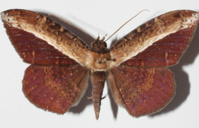 Figura 9. Adulto de <i>Hemeroblemma</i> Janzen05 (Erebidae), macho vista dorsal, localidad Medrano Estación Biológica Quica, Sector Pitilla ACG (380m). Voucher: 14-SRNP-71946-DHJ905954.jpg.