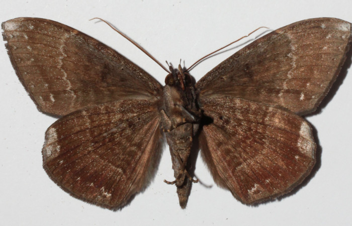 Figura 10. Adulto de <i>Hemeroblemma</i> Janzen05 (Erebidae), macho vista ventral, localidad Medrano Estación Biológica Quica, Sector Pitilla ACG (380m). Voucher: 14-SRNP-71946-DHJ905955.jpg.