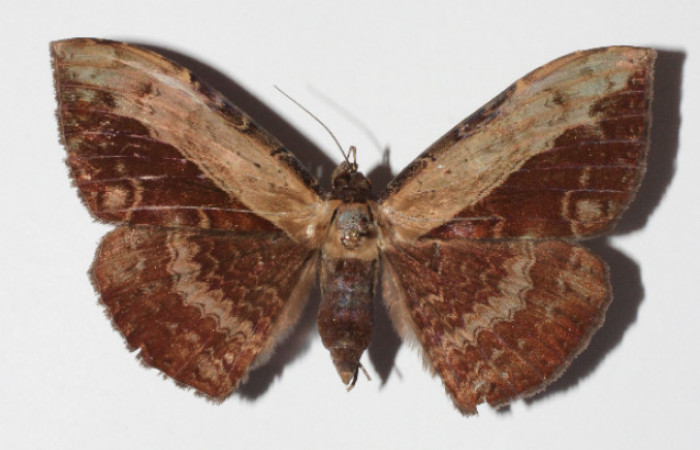 Figura 11. Adulto de <i>Hemeroblemma</i> Janzen05 (Erebidae), hembra vista dorsal, localidad Medrano Estación Biológica Quica, Sector Pitilla ACG (380m). Voucher: 14-SRNP-71971-DHJ905948.jpg.