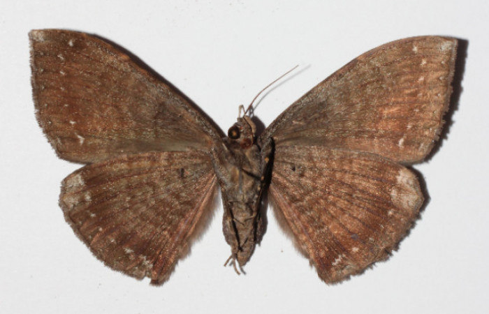 Figura 12. Adulto de <i>Hemeroblemma</i> Janzen05 (Erebidae), hembra vista ventral, localidad Medrano Estación Biológica Quica, Sector Pitilla ACG (380m). Voucher: 14-SRNP-71971-DHJ905949.jpg.