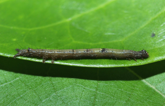 Figura 2. Larva <i>Hemeroblemma</i> Janzen05 (Erebidae), tercer estadío (PPU) vista lateral, localidad Medrano Estación Biológica Quica, Sector Pitilla ACG (380m). Voucher: 14-SRNP-72084-DHJ726423.jpg.