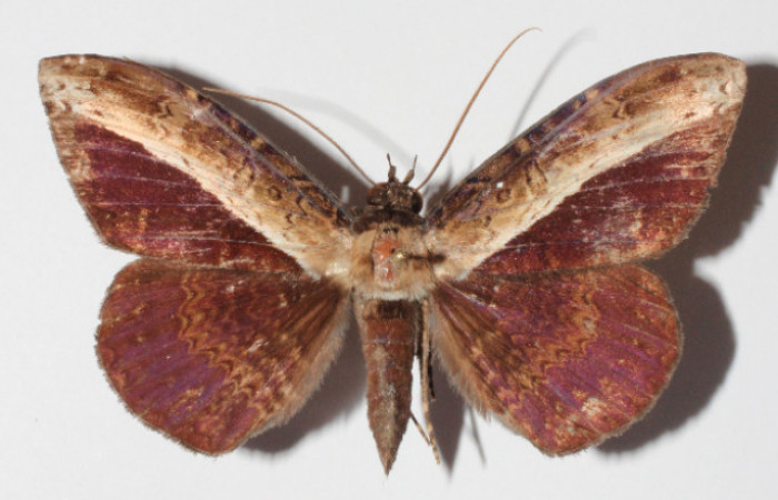 Figura 1. Adulto de <i>Hemeroblemma</i> Janzen05 (Erebidae), vista dorsal, localidad Medrano Estación Biológica Quica, Sector Pitilla ACG (380m). Voucher: 14-SRNP-72084-DHJ905952.jpg.