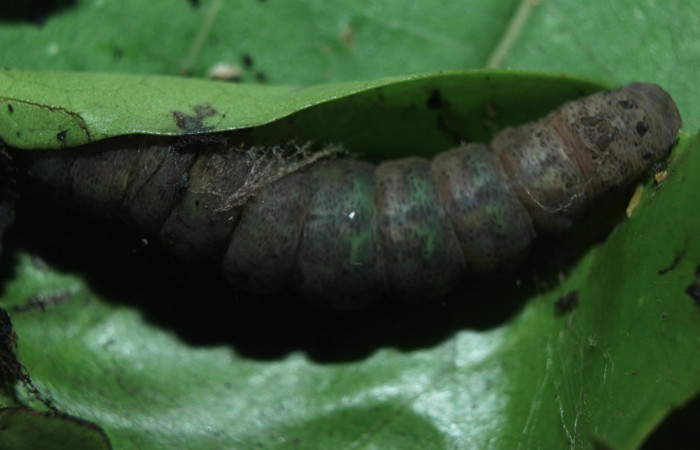Figura 5. Larva <i>Hemeroblemma</i> Janzen05 (Erebidae), en estado de prepupa vista dorsal, localidad Medrano Estación Biológica Quica, Sector Pitilla ACG (380m). Voucher: 14-SRNP-72085-DHJ726494.jpg.