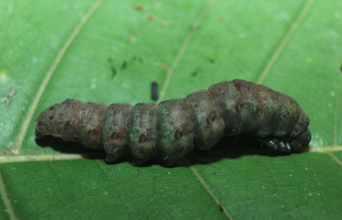 Figura 6. Larva <i>Hemeroblemma</i> Janzen05 (Erebidae), en estado de prepupa vista lateral, localidad Medrano Estación Biológica Quica, Sector Pitilla ACG (380m). Voucher: 14-SRNP-72085-DHJ726498.jpg.