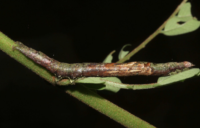 Figura 17. Larva <i>Hemeroblemma ochrolinea</i> (Erebidae), penúltimo estadío (PU) vista lateral, localidad Casa Roberto, Sector Pitilla ACG (520m). Voucher: 17-SRNP-31660-DHJ739425.jpg.
