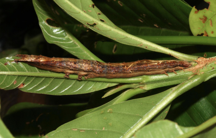 Figura 18. Larva <i>Hemeroblemma</i> acronDHJ02 (Erebidae), último estadío (U) vista lateral, localidad Sendero Laguna, Sector Pitilla ACG (680m). Voucher: 18-SRNP-31033-DHJ744680.jpg.