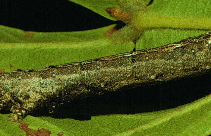 Figura 19. Larva <i>Hemeroblemma</i> malitiosa02 (Erebidae), último estadío (U) vista lateral, localidad Vado Cuajiniquil, Sector Santa Rosa ACG (275m). Voucher: 92-SRNP-1592-DHJ15280.jpg.