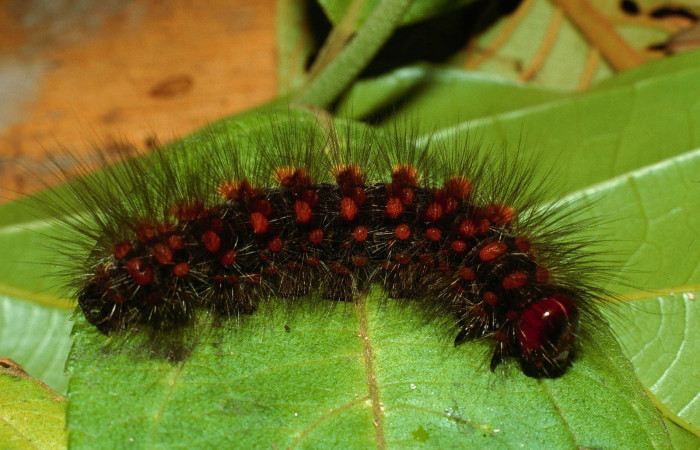Figura. 12 Larva <i>Hypercompe laeta</i> (Erebidae), posición dorsal entero alimentándose en <i> Zexmenia virgulta</i>, (Asteraceae). (02-SRNP-2836-DHJ65634.jpg).