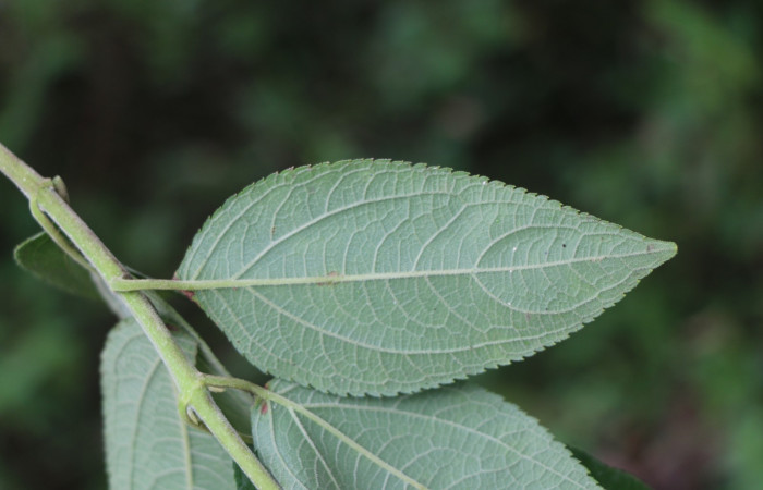 Figura. 4 Hoja envés <i>Zexmenia virgulta</i>, (Asteraceae). Area de Conservación Guanacaste, Sector Rincón Rain Forest, Estación Leiva, Selva, (elevación 410 metros). Foto, Jorge Hernández. Colectada 8 de setiembre 2021.