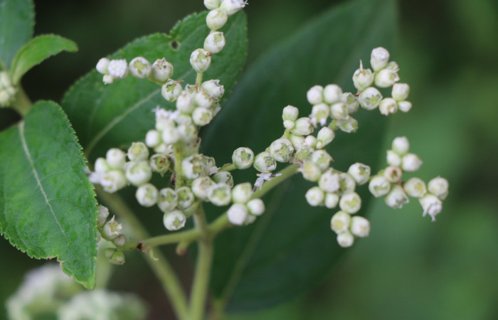 Figura. 6 Flor botones <i>Zexmenia virgulta</i>, (Asteraceae). Area de Conservación Guanacaste, Sector Rincón Rain Forest, Estación Leiva, Selva, (elevación 410 metros). Foto, Jorge Hernández. Colectada 8 de setiembre 2021.