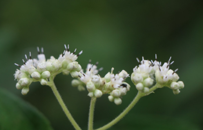 Figura. 7 Flor lateral <i>Zexmenia virgulta</i>, (Asteraceae). Area de Conservación Guanacaste, Sector Rincón Rain Forest, Estación Leiva, Selva, (elevación 410 metros). Foto, Jorge Hernández. Colectada 8 de setiembre 2021.