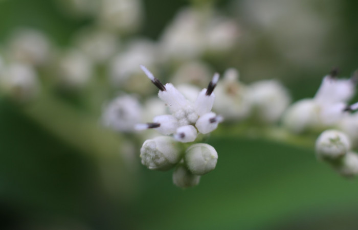 Figura. 8 Flor de frente <i>Zexmenia virgulta</i>, (Asteraceae). Area de Conservación Guanacaste, Sector Rincón Rain Forest, Estación Leiva,  Selva, (elevación 410 metros). Foto, Jorge Hernández. Colectada 8 de setiembre 2021.
