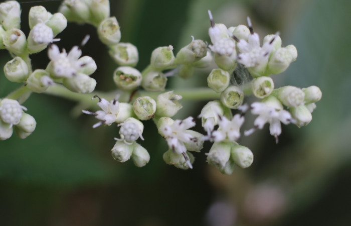 Figura. 9 Flor de frente <i>Zexmenia virgulta</i>, (Asteraceae). Area de Conservación Guanacaste, Sector Rincón Rain Forest, Estación Leiva, Selva, (elevación 410 metros). Foto, Jorge Hernández. Colectada 8 de setiembre 2021.