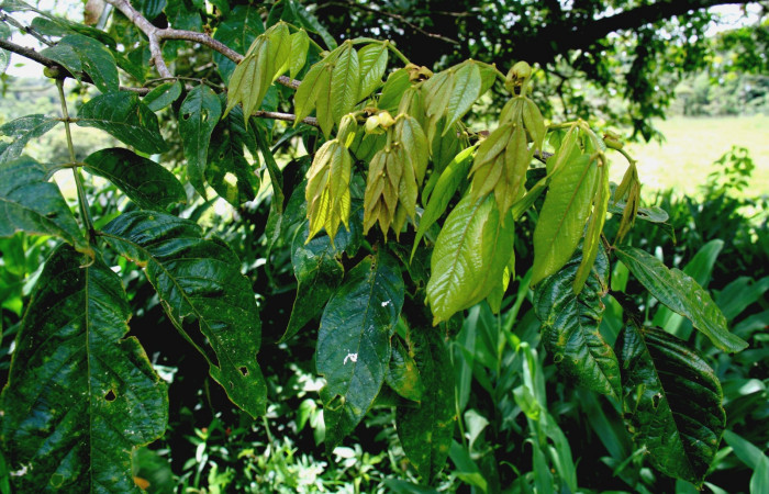  <i>Inga sapindoides</i> (Fabaceae), planta hospedera de <i>Hemiceras subo</i> (Notodontidae). Sector San Cristóbal, Estación Biológica San Gerardo. Foto, Elda Araya, 12 Noviembre 2018.
