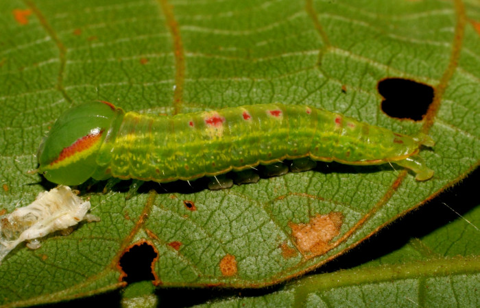  Larva en posición lateral entire de <i>Hemiceras subo</i> (Notodontidae), PU estadio. Brasilia, Piedrona. Voucher 07-SRNP-65663-DHJ431285.jpg.