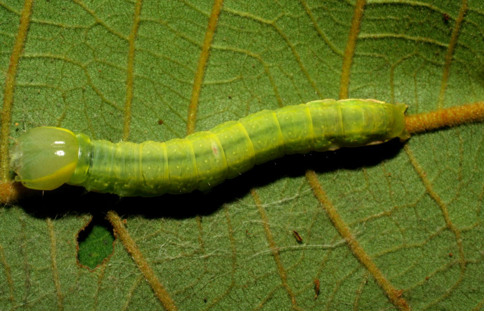  Larva en posición dorsal de <i>Hemiceras subo</i> (Notodontidae), U estadio. Sector Pitilla, Amonias. Voucher 07-SRNP-33248-DHJ430186.jpg.