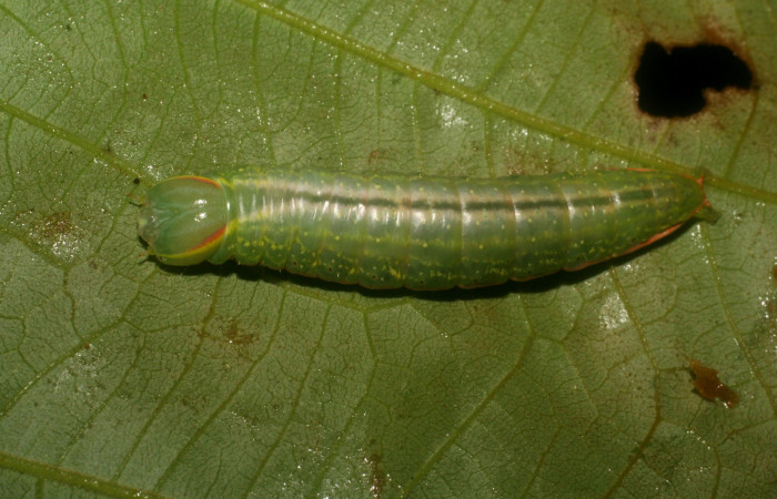  Larva en posición dorsal de <i>Hemiceras subo</i> (Notodontidae), U estadio. Sector San Cristóbal, Vado Rio Cucaracho. Voucher 07-SRNP-4461-DHJ433981.jpg.