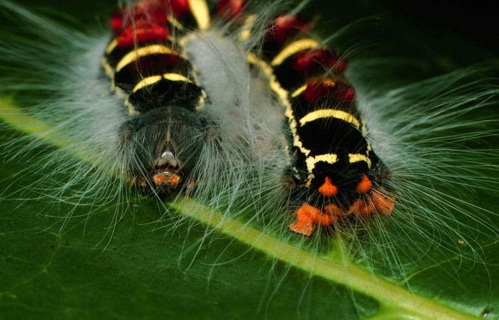 Parte frontal y trasera de <i>Euglyphis jessiehillae</i> (Lasiocampidae). Último estadio. Voucher: 00-SRNP-11359-DHJ54162.jpg.