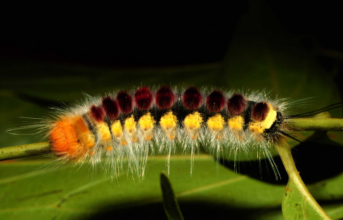 Parte lateral de <i>Euglyphis barda</i> (Lasiocampidae). Último estadio. Voucher: 00-SRNP-21611-DHJ56329.jpg.