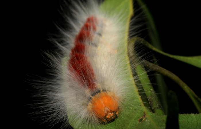 Parte frontal de <i>Euglyphis barda</i> (Lasiocampidae). Penúltimo estadio. Voucher: 07-SRNP-1937-DHJ421021.jpg.