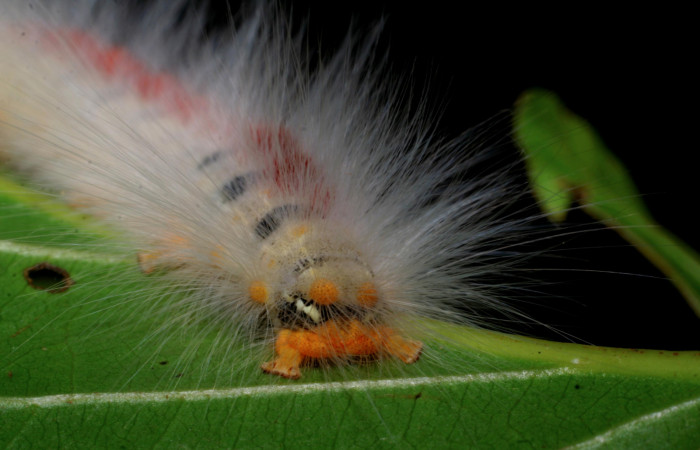 Parte trasera de <i>Euglyphis amathuria</i> (Lasiocampidae). Último estadio. Voucher: 08-SRNP-2449-DHJ437168.jpg.