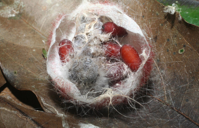 Capullo con puparios de Tachinidae en <i>Euglyphis barda</i> (Lasiocampidae). Voucher: 14-SRNP-65323-DHJ488145.jpg.