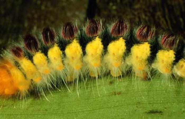 Parte lateral de <i>Euglyphis</i> bardaDHJ02 (Lasiocampidae). Último estadio. Voucher: 98-SRNP-2043-DHJ44078.jpg.