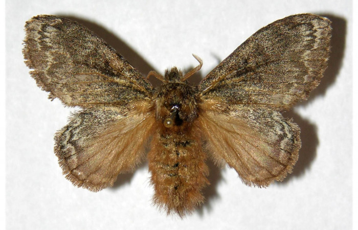 Adulto de <i>Euglyphis</i> bardaDHJ01 (Lasiocampidae). Último estadio. Voucher: 99-SRNP-12019-DHJ319342.
