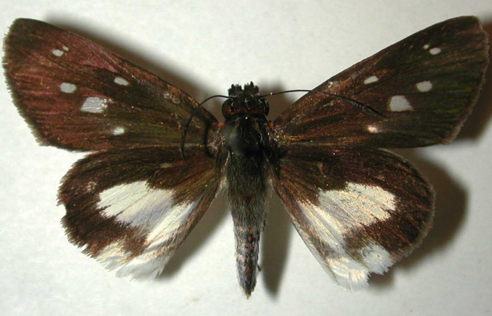Figura 16. Adulto (hembra), <i>Vettius aurelius</i> (Hesperiidae). (00-SRNP-3215-DHJ32964).