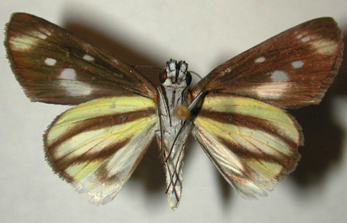 Figura 17. Adulto (hembra), <i>Vettius aurelius</i> (Hesperiidae). (00-SRNP-3215-DHJ32965).