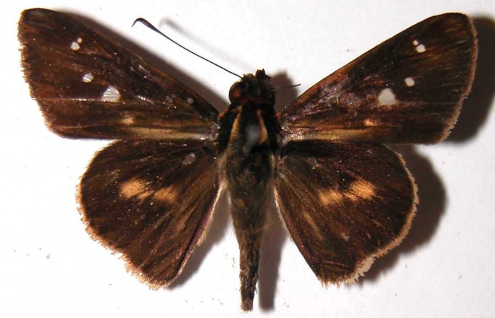 Figura 15. Adulto (macho), <i>Vettius</i> fantasosDH2 (Hesperiidae). (01-SRNP-17346-DHJ36770).