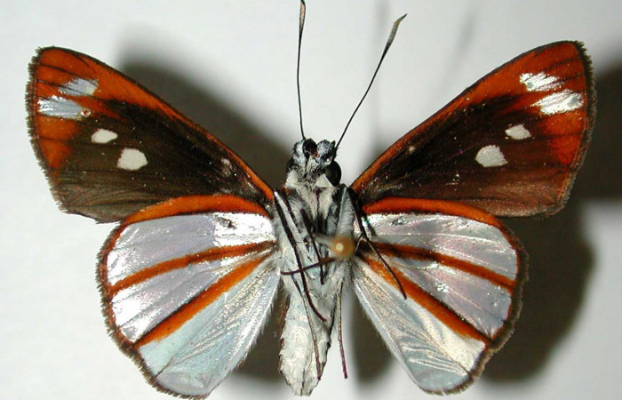 Figura 19. Adulto (macho), <i>Vettius conka</i> (Hesperiidae). (01-SRNP-7914-DHJ38519).