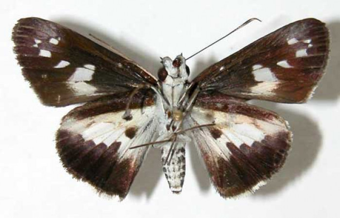 Figura 23. Adulto (macho), <i>Vettius</i> picaDH1 (Hesperiidae). (02-SRNP-28698-DHJ34641).