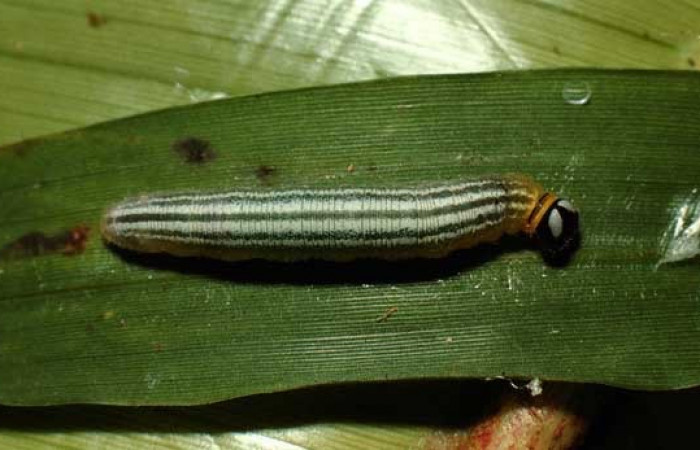 Figura 9. Detalle dorsal <i>Vettius conka</i> (Hesperiidae). (02-SRNP-8452-DHJ65262).