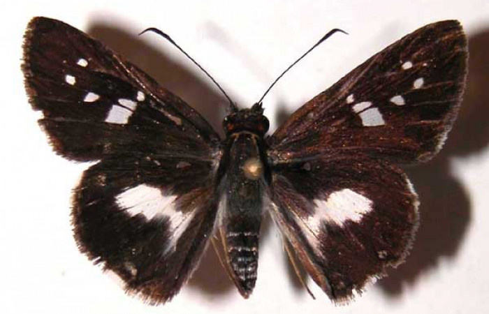 Figura 20. Adulto (hembra), <i>Vettius pica</i> (Hesperiidae). (03-SRNP-10039-DHJ36724).